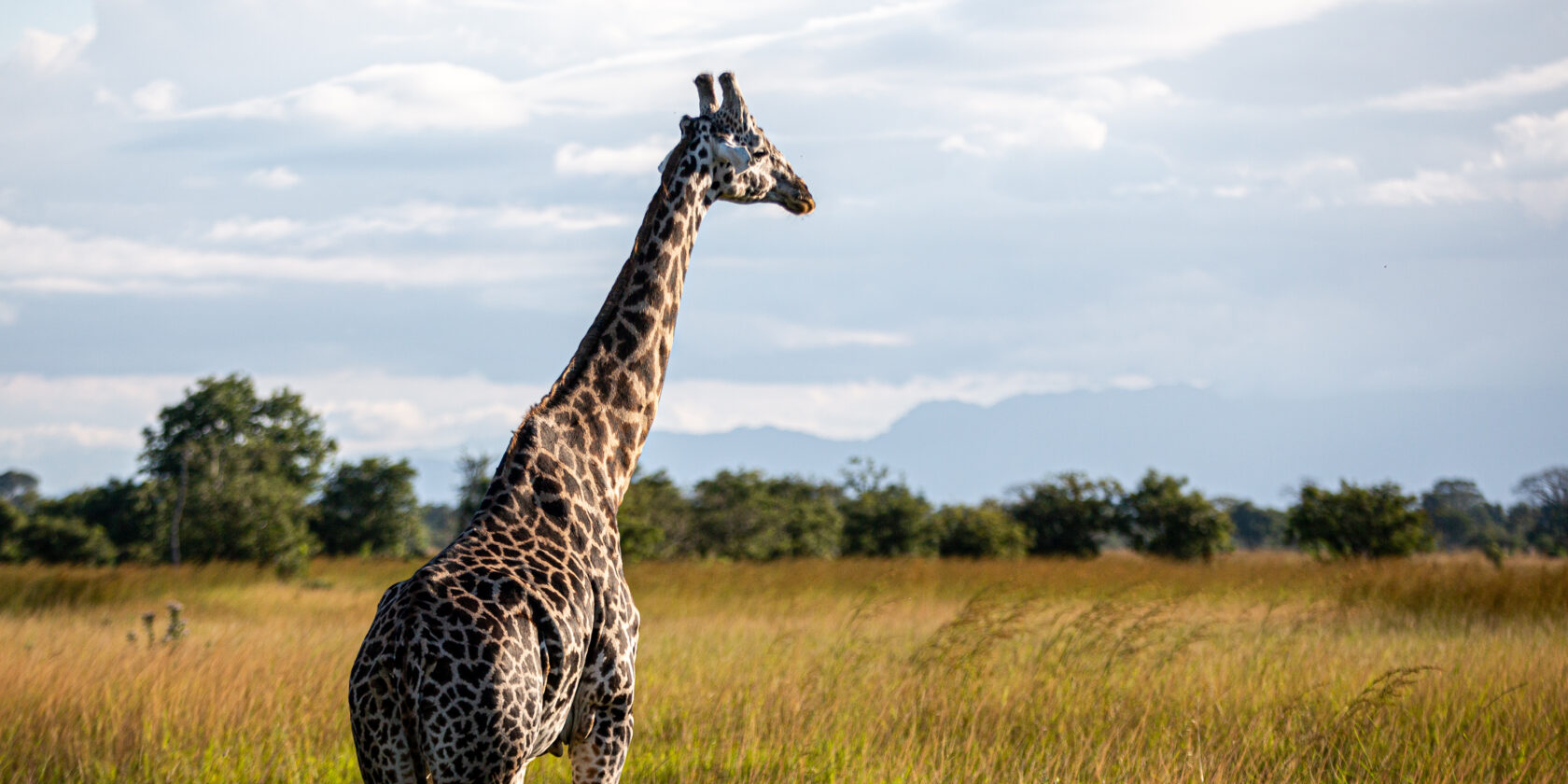 Giraff basking in the sun while standing in tall grass and bushes